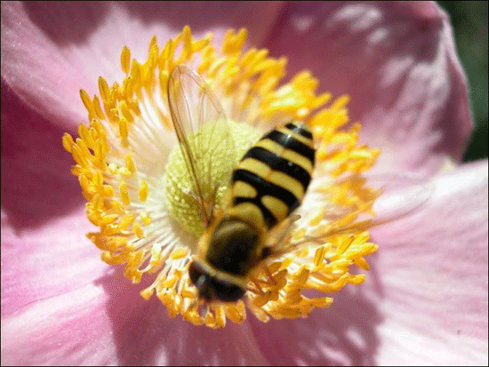 Pour en finir avec la confusion sur certains insectes syrphe