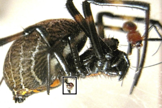 Nephilengys malabarensis