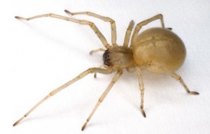 araignée jaune à pieds noirs