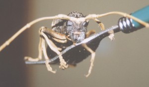L’étude entomologique peut-elle cohabiter avec la métrosexualité ? Lire ici mon article expliquant les raisons de son action