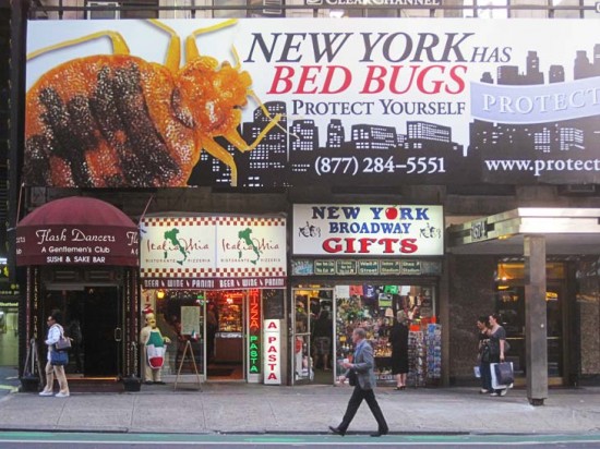 New_york_bed_bugs
