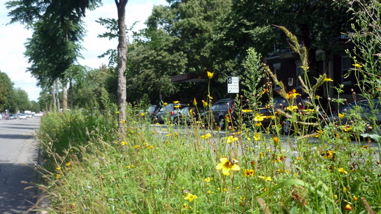 Le terre-plein fleuri au milieu du boulevard Saint-Joseph. Le terre-plein fleuri au milieu du boulevard Saint-Joseph. Cliquez sur l'image pour lire l'article de Roger Latour à son propos