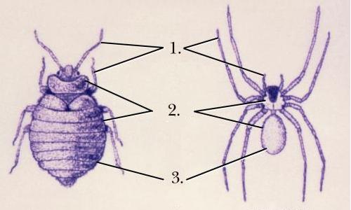 comparaison entre la punaise et l'araignée comparaison entre la punaise et l'araignée