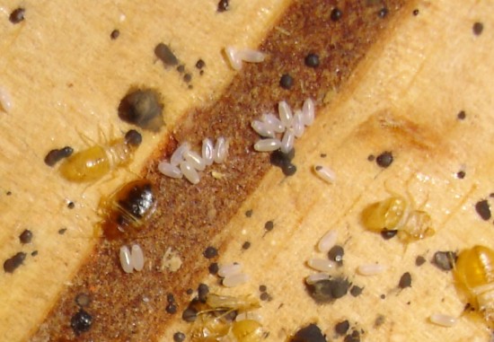 oeufs et exuvies de punaises des lits oeufs et exuvies de punaises des lits