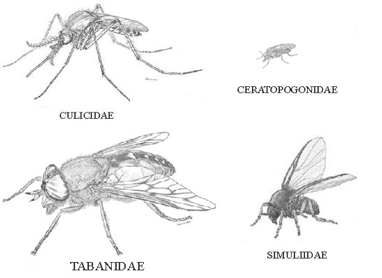 Les quatre familles de diptère hématophage au Canada Les quatre familles de diptère hématophage au Canada
