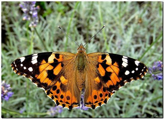 papillon belle dame Vanessa cardui