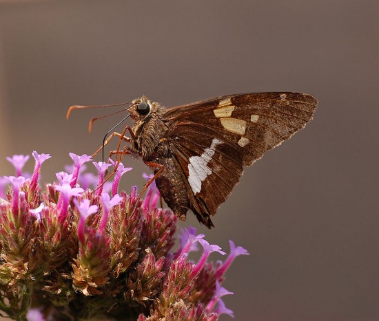 L’Héspérie à taches argentées Epargyreus clarus