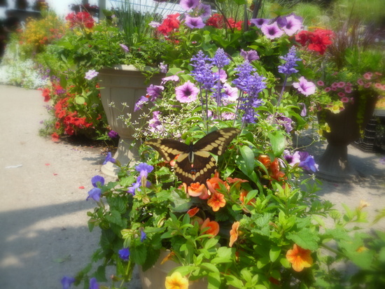 Un Grand porte-Queue vue à Montréal Papilio cresphontes