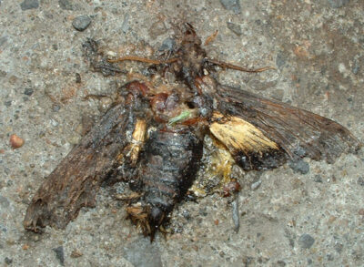Sphinx d’Abott papillon écrasé