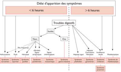 Lorsque le délai d’apparition des symptômes est de plus de 6 heures, il faut craindre une intoxication plus importante, voire mortelle. Les syndromes qui ont une longue période d’incubation sont : phalloïdien, gyromitrien et orellanien.