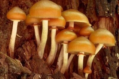 Galerina marginata