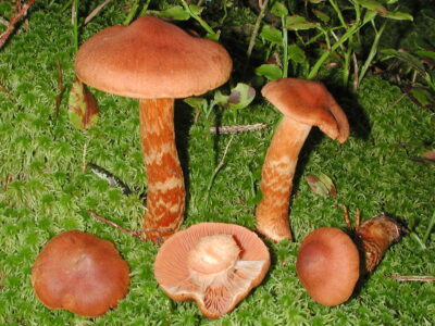 On reconnait ce cortinaire à sa couleur rouillée, à ses lames safranées et à ses grosses spores ovales. Le chapeau est un peu hygrophane et très finement squamuleux. Le pied s’orne de bandelettes jaunes, restes du voile général. L'odeur est faible ou vaguement raphanoïde.