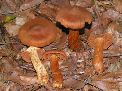 Photo : Un autre champignon mortel avec un nom équivoque en anglais, le «Deadly webcap» (Cortinarius rubellus).