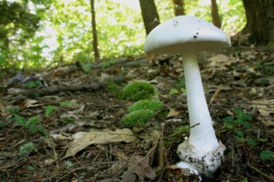 L’Amanite vireuse est un champignon symbiotique poussant plutôt sous les conifères en forêt, de l’été à la fin de l’automne.