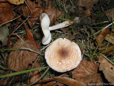 Ce petit champignon en forme de parasol, comporte un chapeau taché de flocon brun rosâtre, et au fin pied cotonneux.On croyait que la lépiote de Josserand ne poussait pas au Québec, mais on en voit de plus en plus, surtout dans la région de Montréal.