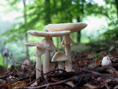 Quoique de formes différentes, les Anges de la mort sont entièrement blancs (chapeau, chair, lamelles, sporée, anneau, pied, volve). L’anneau caractéristique de l’amanite peut-être absent. Ici, le spécimen de droite sort à peine de son oeuf.