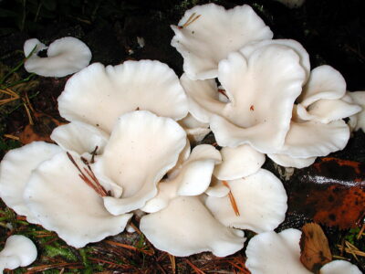 Pleurocybella porrigens est une espèce de pleurote très blanc, cultivé au Japon, et qu’on trouve de temps en temps dans les Vosges. Une cinquantaine de cas d’un syndrome encéphalique ont été décrits, avec 15 décès ! La toxine est encore non identifiée… (photo en couverture recto).