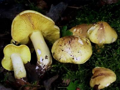 Tricholoma equestre mesure de 5 à 10 cm, hémisphérique puis convexe se creusant parfois, à marge ondulée et parfois striée, de couleur jaune vif à jaune olivacé, se couvrant ensuite de squamules ochracées donnant un aspect fibrilleux au centre ou sur l'ensemble de la surface