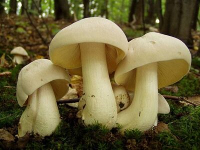 Entoloma sinuatum, autrefois Entoloma lividum, d'où son nom vernaculaire l'Entolome livide, est une espèce particulièrement toxique du genre Entoloma. Il est la cause des intoxications par confusion parce qu'il ressemble à plusieurs champignons comestibles. En provoquant une atteinte du foie modérée et une diarrhée importante pendant plusieurs jours pouvant entraîner à une déshydratation, l'intoxication par l’Entolome livide peut être mortelle chez des personnes affaiblies.