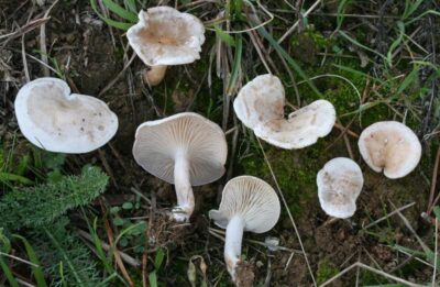 Le Clitocybe blanc (Clitocybe rivulosa, autrefois Clitocybe dealbata), est certainement plus dangereux que l’Amanite tue-mouches car il peut facilement être confondu avec l’excellent comestible (Clitopilus prunulus), voire aussi le Marasme d'oréade (Mousseron) avec lequel il partage le même habitat. Ce clitocybe se caractérise ainsi par sa pousse dans les pelouses. En Europe, il cause parfois des empoisonnements chez ceux qui croient à tort que toutes les espèces des gazons sont comestibles. Par le monde, quelques décès de personnes fragilisées ont été dus à son ingestion, car sa toxicité peut s'avérer mortelle pour les personnes fragilisées.
