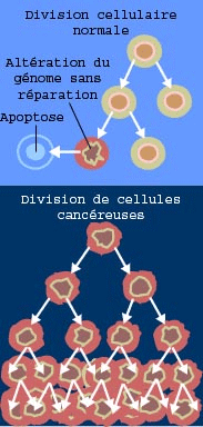 division cellulaire du Cancer division cellulaire du Cancer