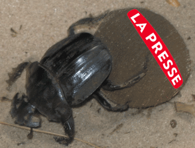 journaliste-de-gesca journaliste-de-gesca