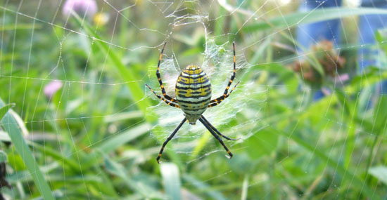 Argiope trifasciata Argiope trifasciata