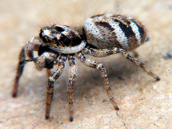 Salticus_scenicus