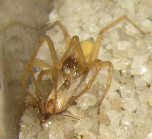 chiracanthium_mildei chiracanthium_mildei