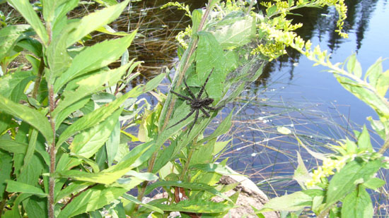 dolomedes dolomedes