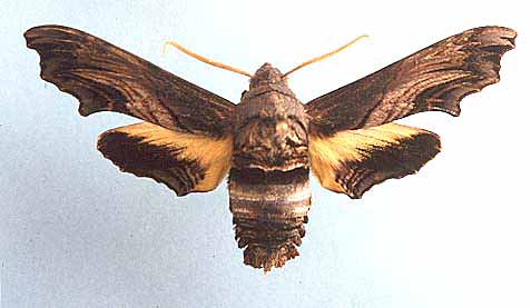 Sphinx d'Abbott épinglé Sphinx d'Abbott épinglé