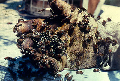abeilles tueuses abeilles tueuses
