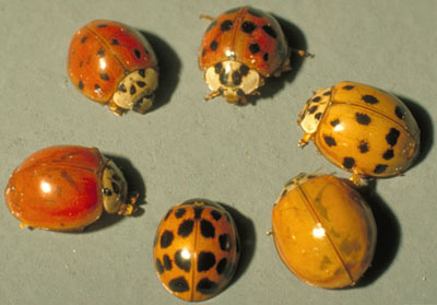 coccinelles asiatiques coccinelles asiatiques