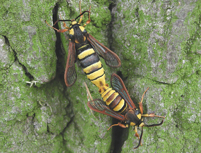hornet-moth hornet-moth