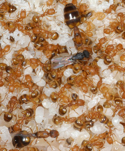 fourmis pharaon fourmis pharaon