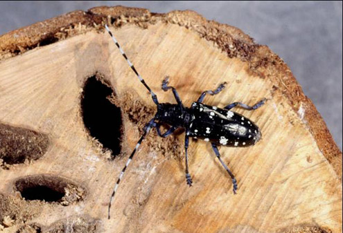 Longicorne asiatique Longicorne asiatique