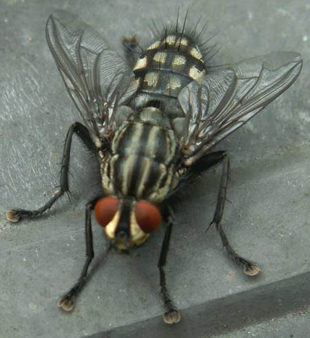 mouche sarcophage mouche sarcophage
