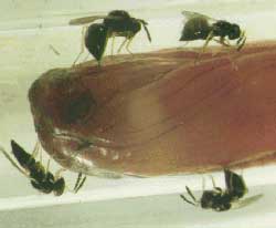 tetrapar tetrapar