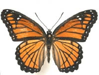 papillon vice-roy