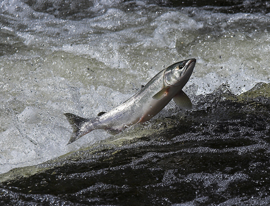 Saumon remontant une rivière