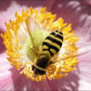 Pour en finir avec la confusion sur certains insectes