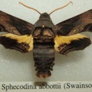 Sphinx d’Abbott : Développement de la fiche wikipédia