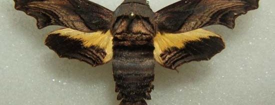 Sphinx d’Abbott : Développement de la fiche wikipédia