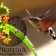 Sphingidae : Développement de la fiche wikipédia