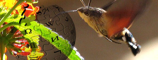 Sphingidae : Développement de la fiche wikipédia