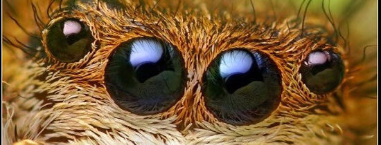 Que faut-il savoir sur les araignées