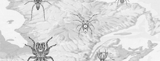 Nouvelles observations sur des araignées du Québec