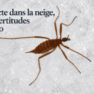 Un insecte dans la neige, et mes certitudes sous zéro