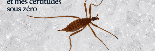 Un insecte dans la neige, et mes certitudes sous zéro