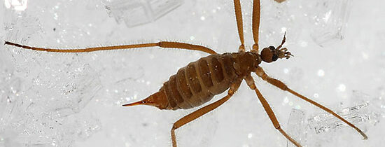 Un insecte vivant… dans le sommet enneigé du Mont Mégantic ?!?